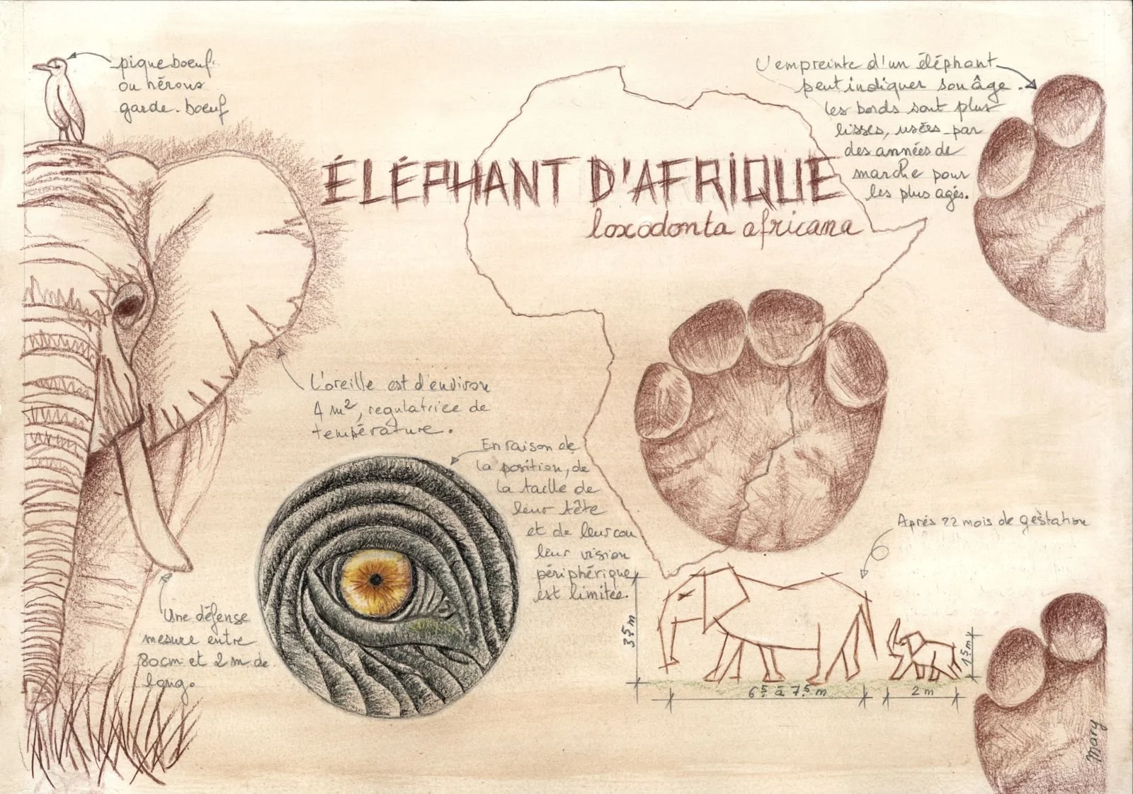 elephant.jpeg