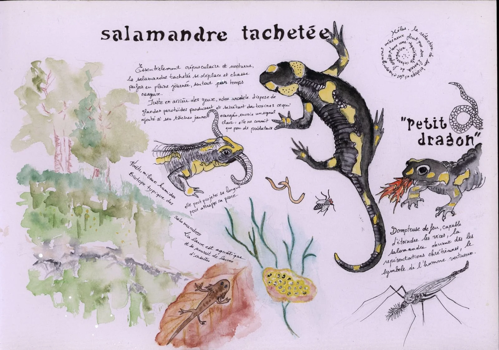 salamandre.jpeg