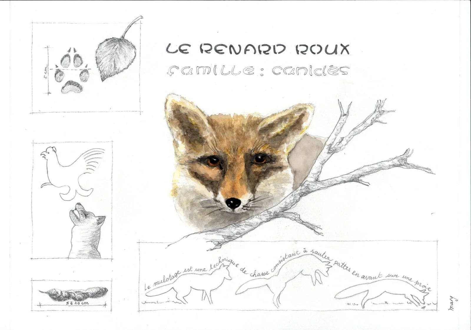 renard.jpeg