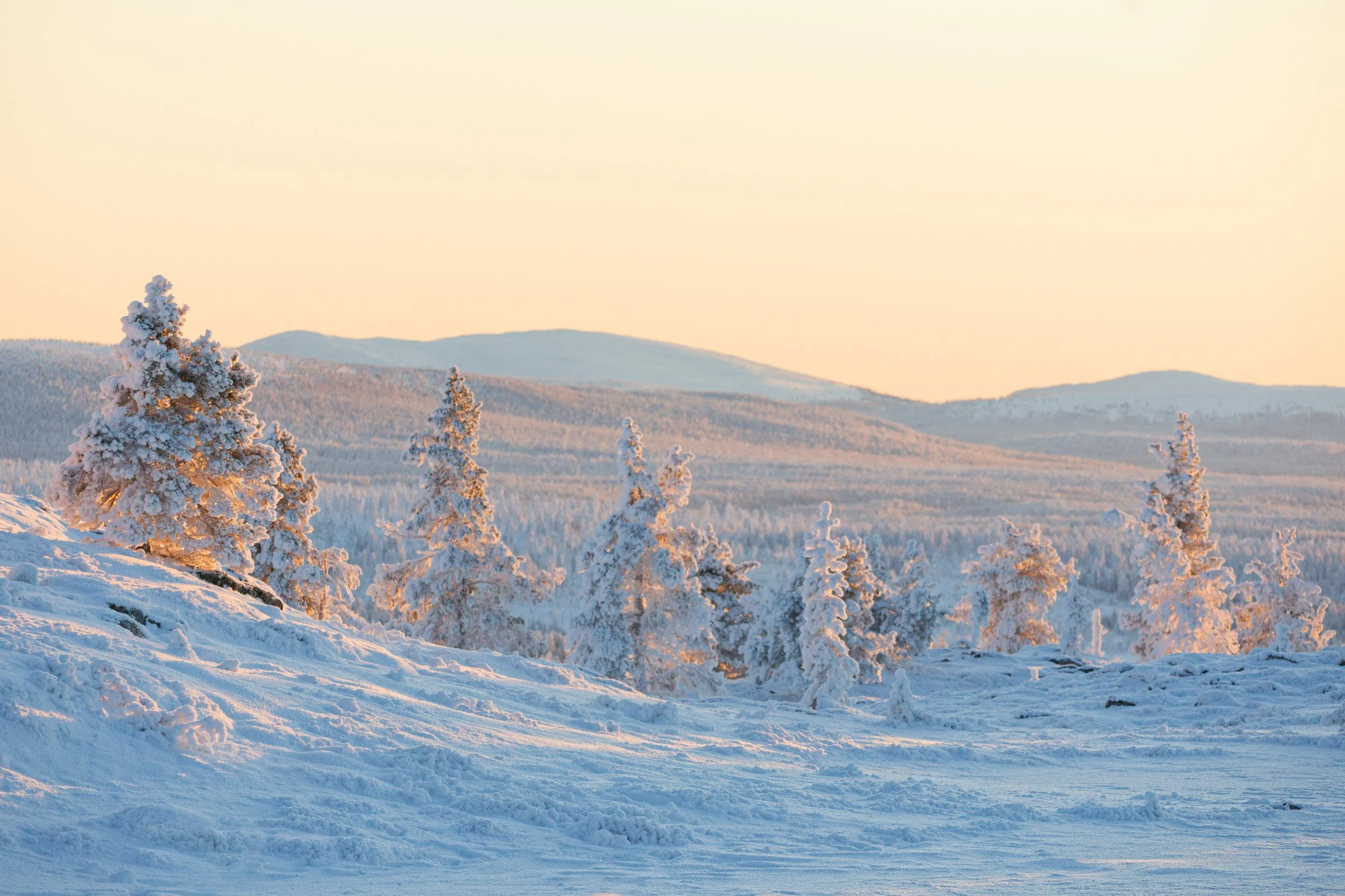 Arbres sur le tunturi.jpg