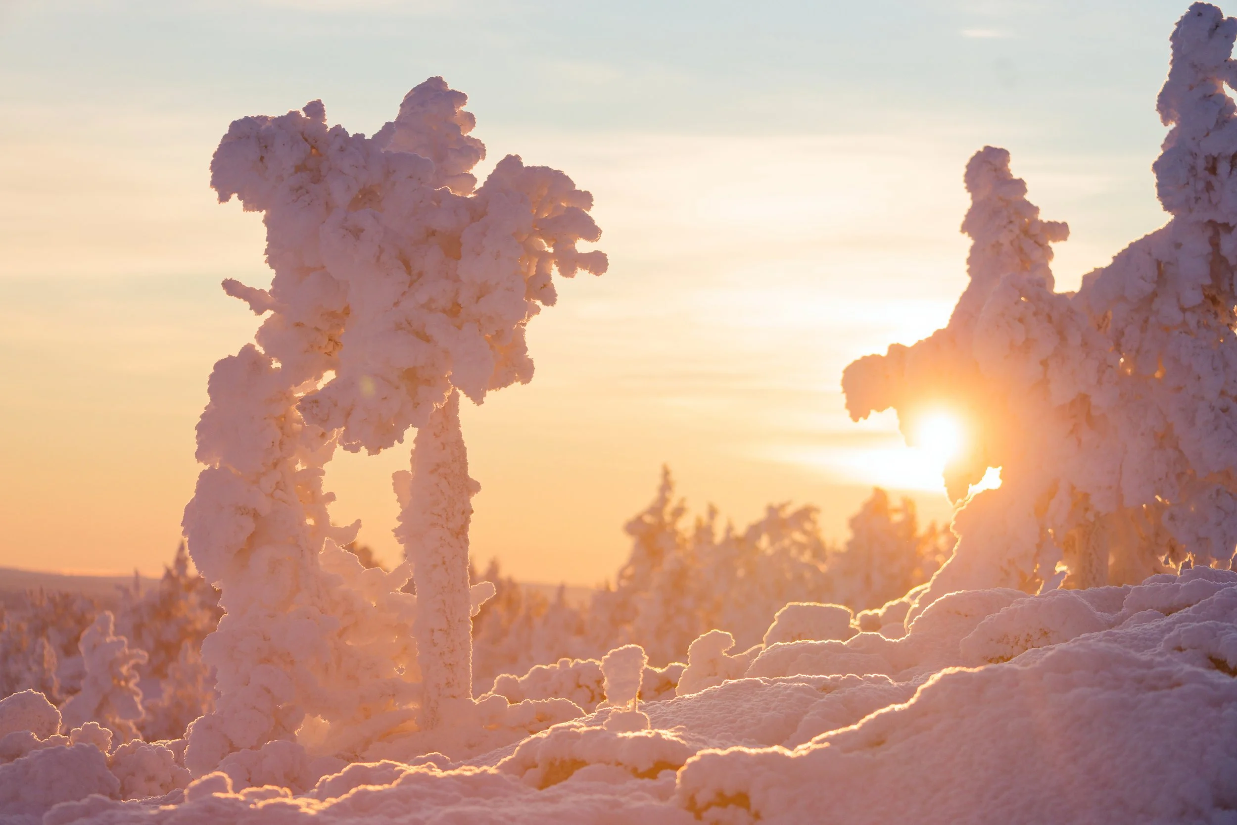 Arbres et lumière.jpg