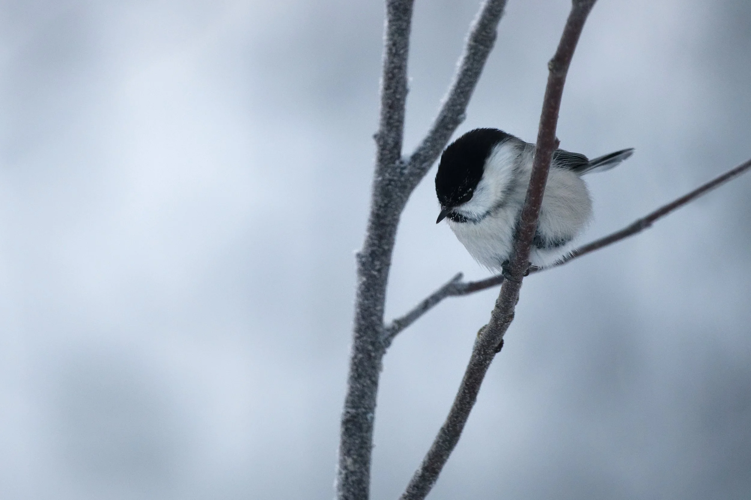 Mésange boréale.jpg