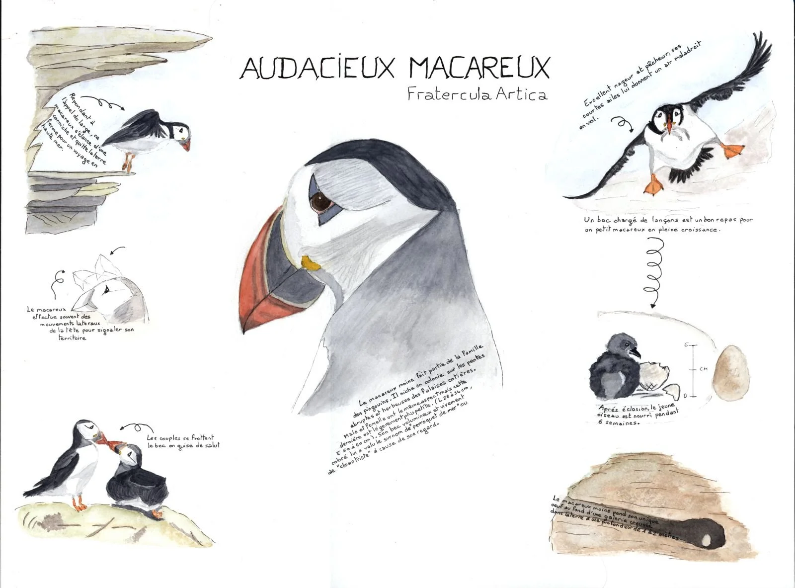 macareux.jpeg