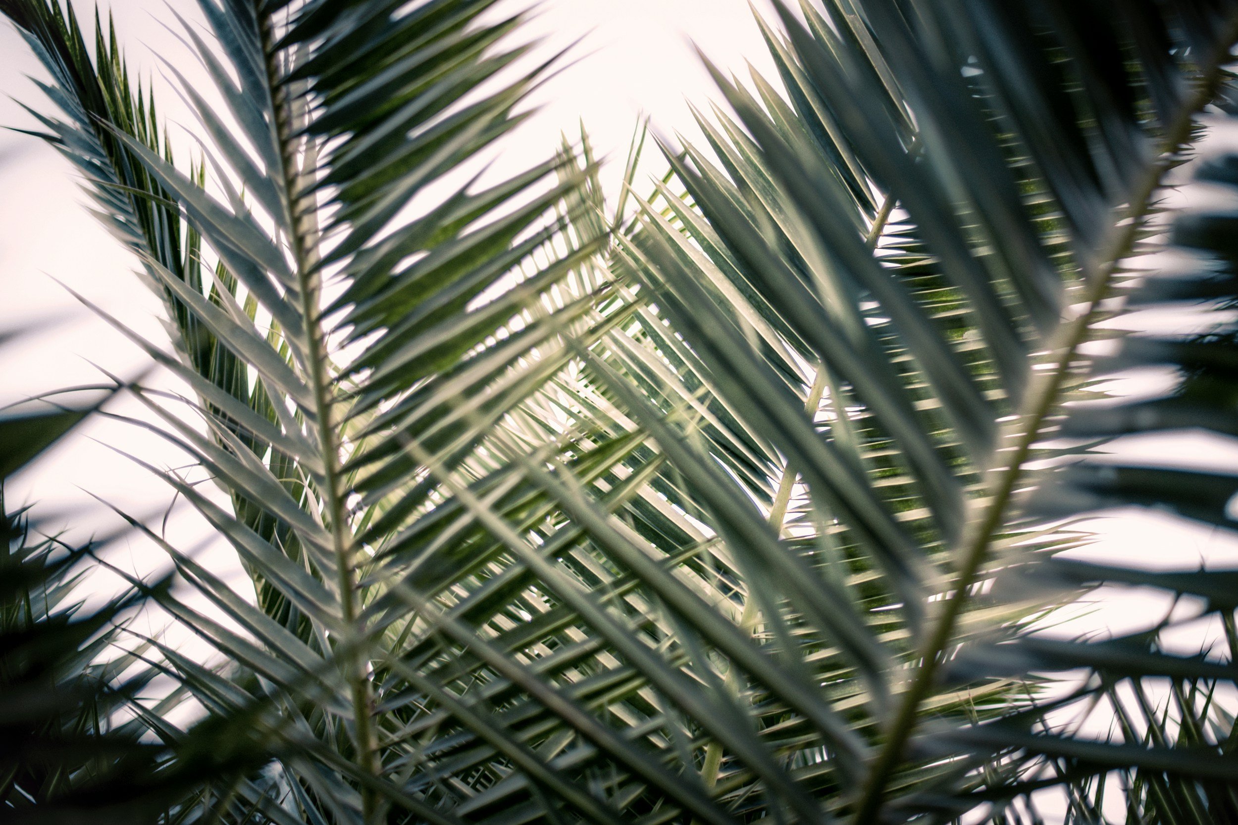 10:40 Worship Service Palm Sunday
