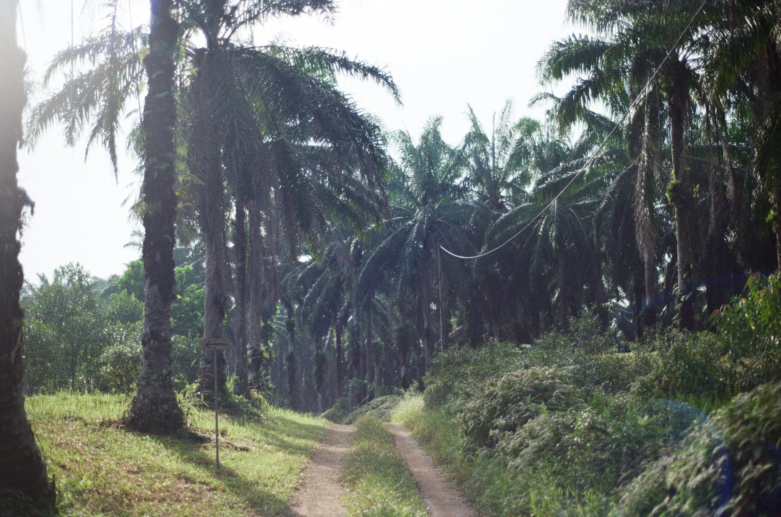 Syntropic agroforestry