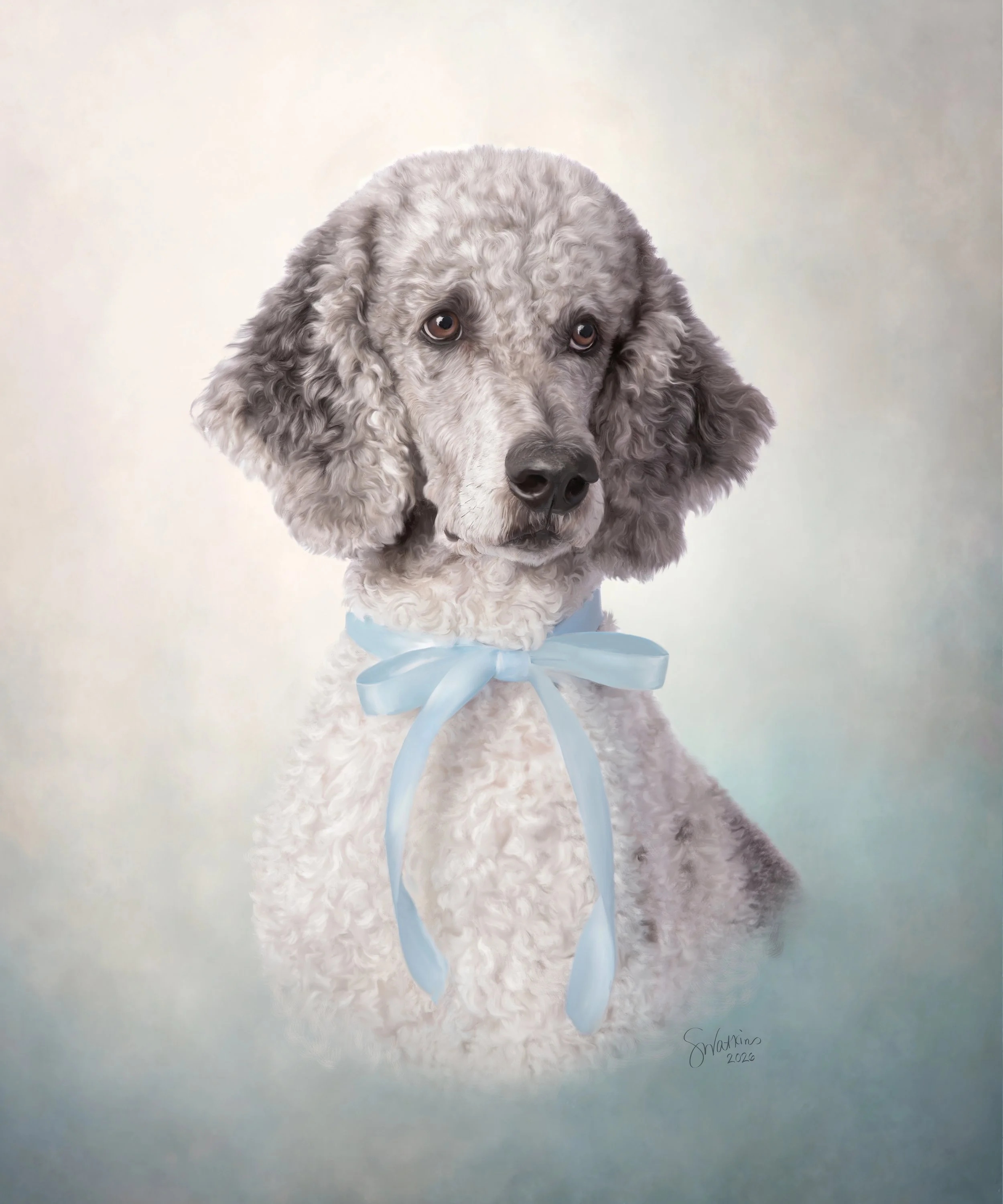 Hand colored heirloom portrait of a grey poodle wearing a light blue bow around it's neck. Photo by Shana Watkins Photography.