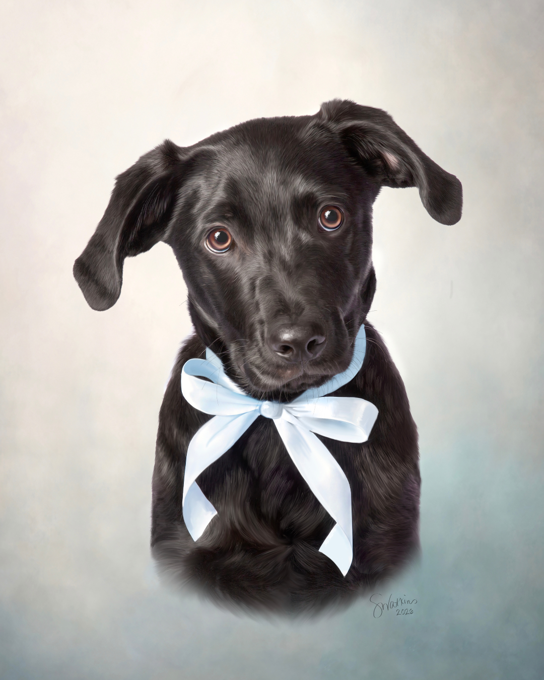 Black puppy with a blue ribbon in a fine art pet portrait created by Shana Watkins offering St. Louis pet photography