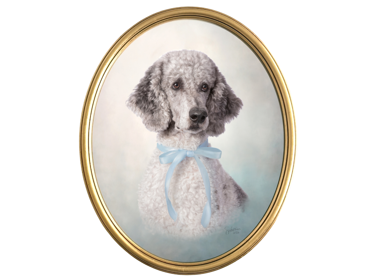 Gold framed fine art pet portrait of a grey poodle wearing a light blue bow around their neck. Photo by Shana Watkins Photography.