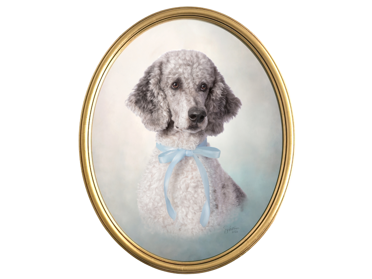 Fine art pet portrait of a gray and white poodle with a blue ribbon in an oval gold frame by a St. Louis pet photographer.