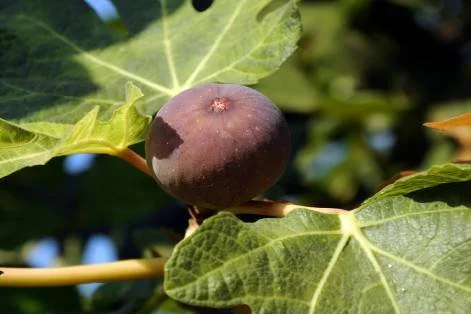 12 FUN Facts about Figs + Raw Food Recipe!