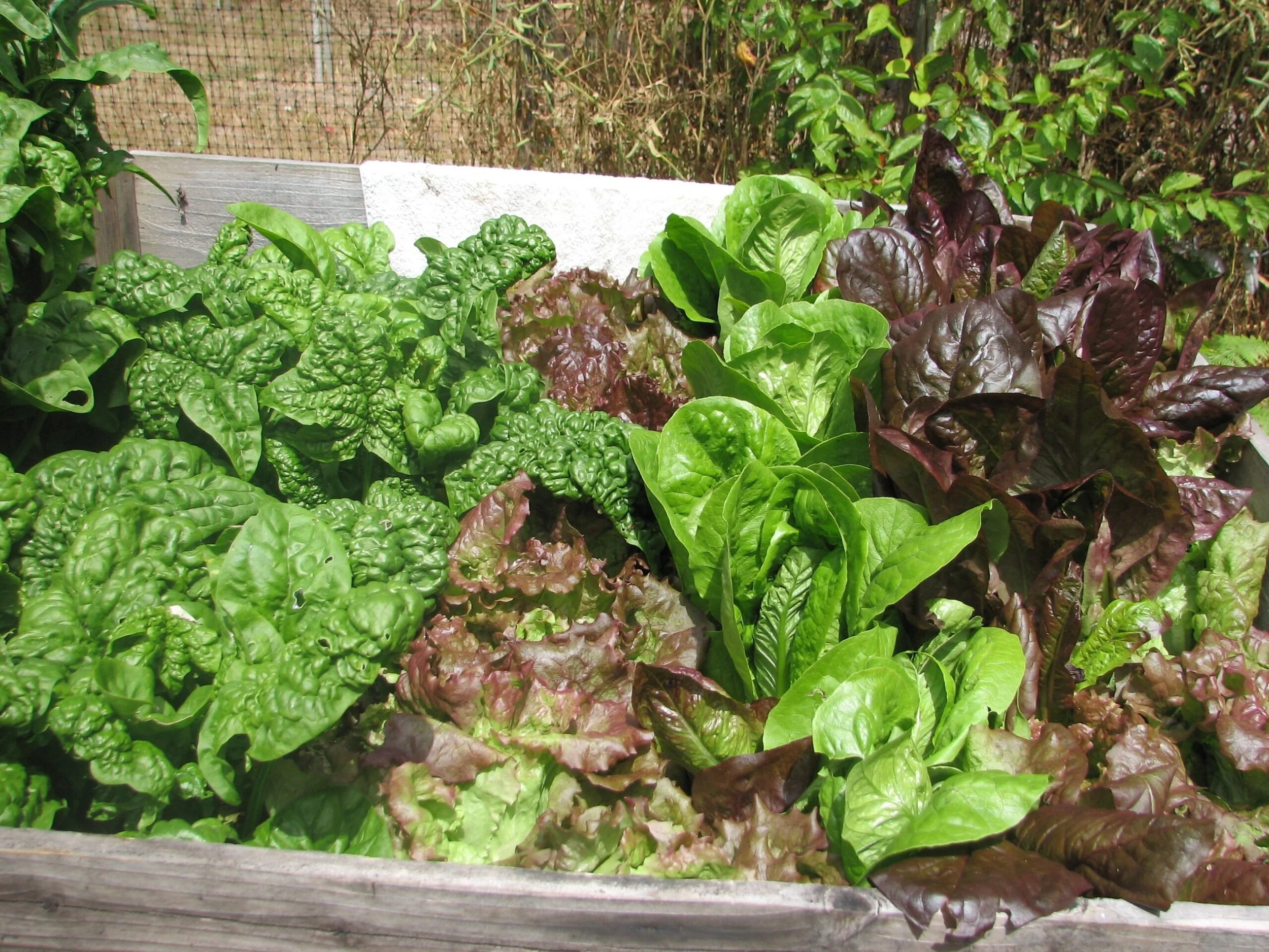 Enhance Your Raw Food Diet with Home Grown Produce!
