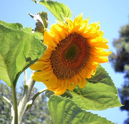 Raw Food Favorites: August is Sunflower Month!
