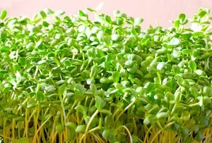 Ready to Detox? Cleanse or Fast with Raw Food!
