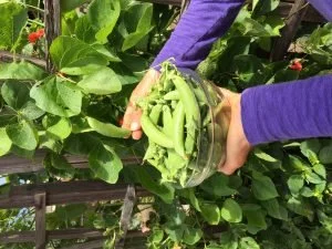 Simple Green Ideas for a Healthy Lifestyle