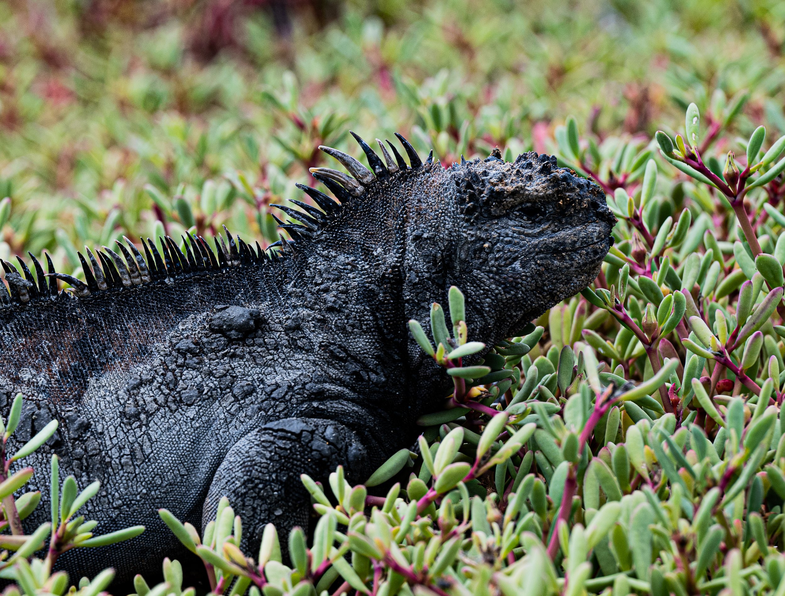 iguana wish you a happy new year.
