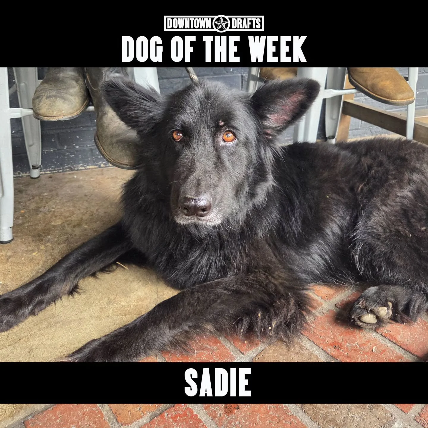 Dog of the Week: SADIE! 🐶 This regal beauty is a fixture on our patio, and to know her is to 🖤 her. Sadie, we can't wait to give you FREE ice cream all week! 🍦

Your pup can be Dog of the Week too, just send us a message or nominate them below! 👇