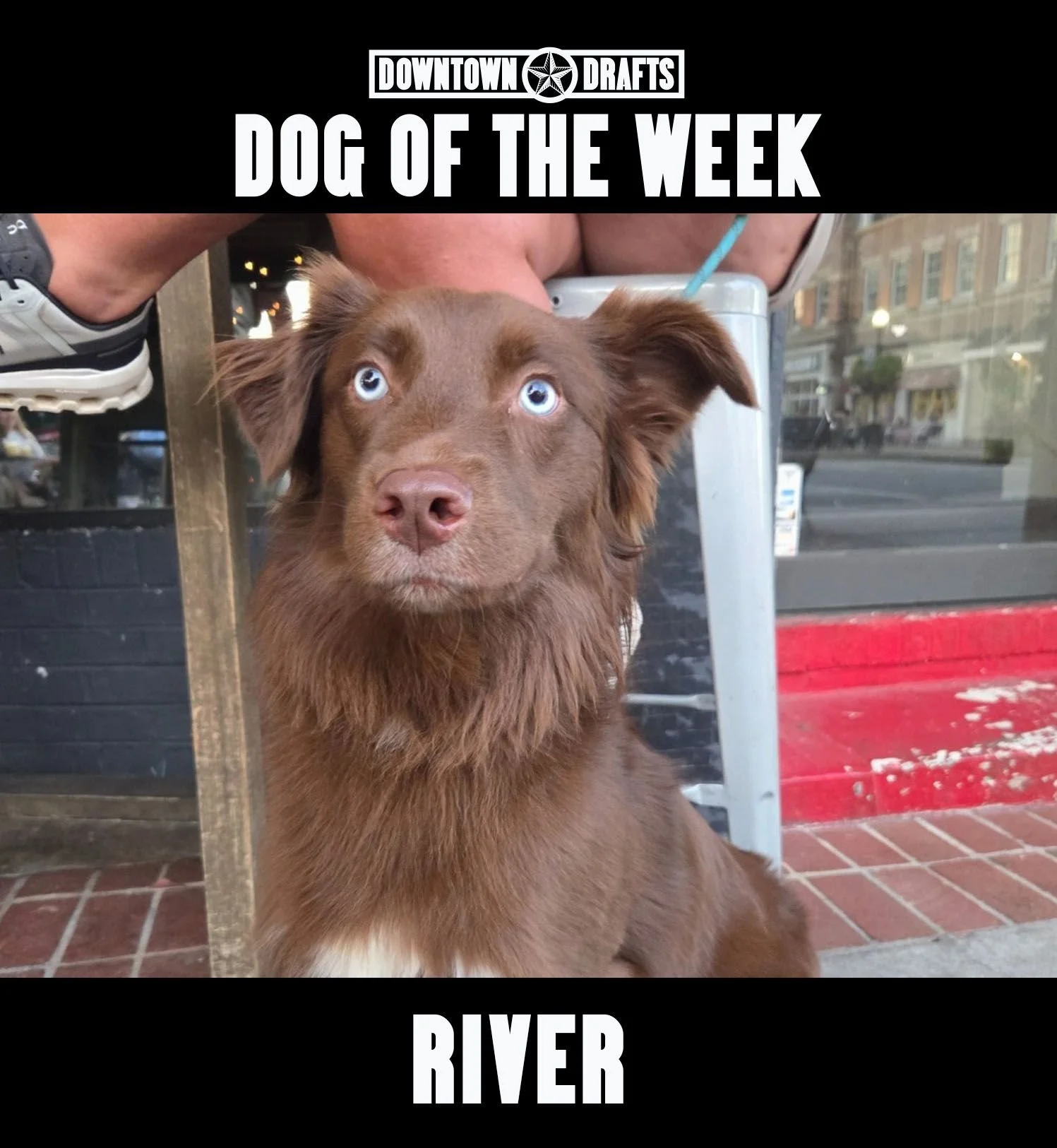 Dog of the Week: RIVER! 🐶 River, you are absolutely stunning and we can't wait to see you for your FREE ice cream 🍦this week. 

Your pup can be Dog of the Week too, just send us a message or nominate them below! 👇🏻