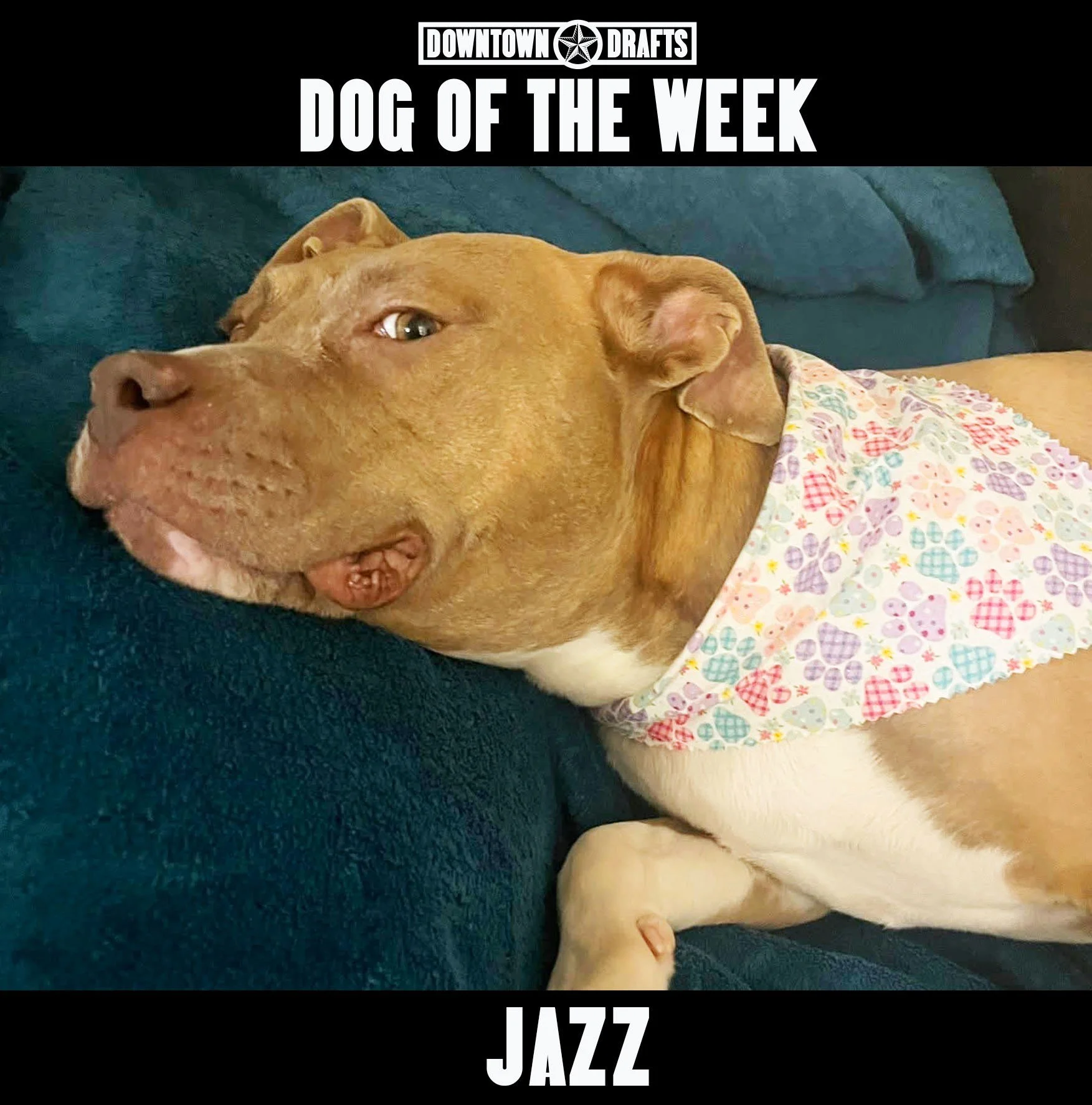 Dog of the Week: JAZZ! 🐶 This is a very special Dog of the Week, because she needs a home. She was rescued from the streets by @animalmedical.vet and has been living at their office for several months, but is starting to become depressed without a h