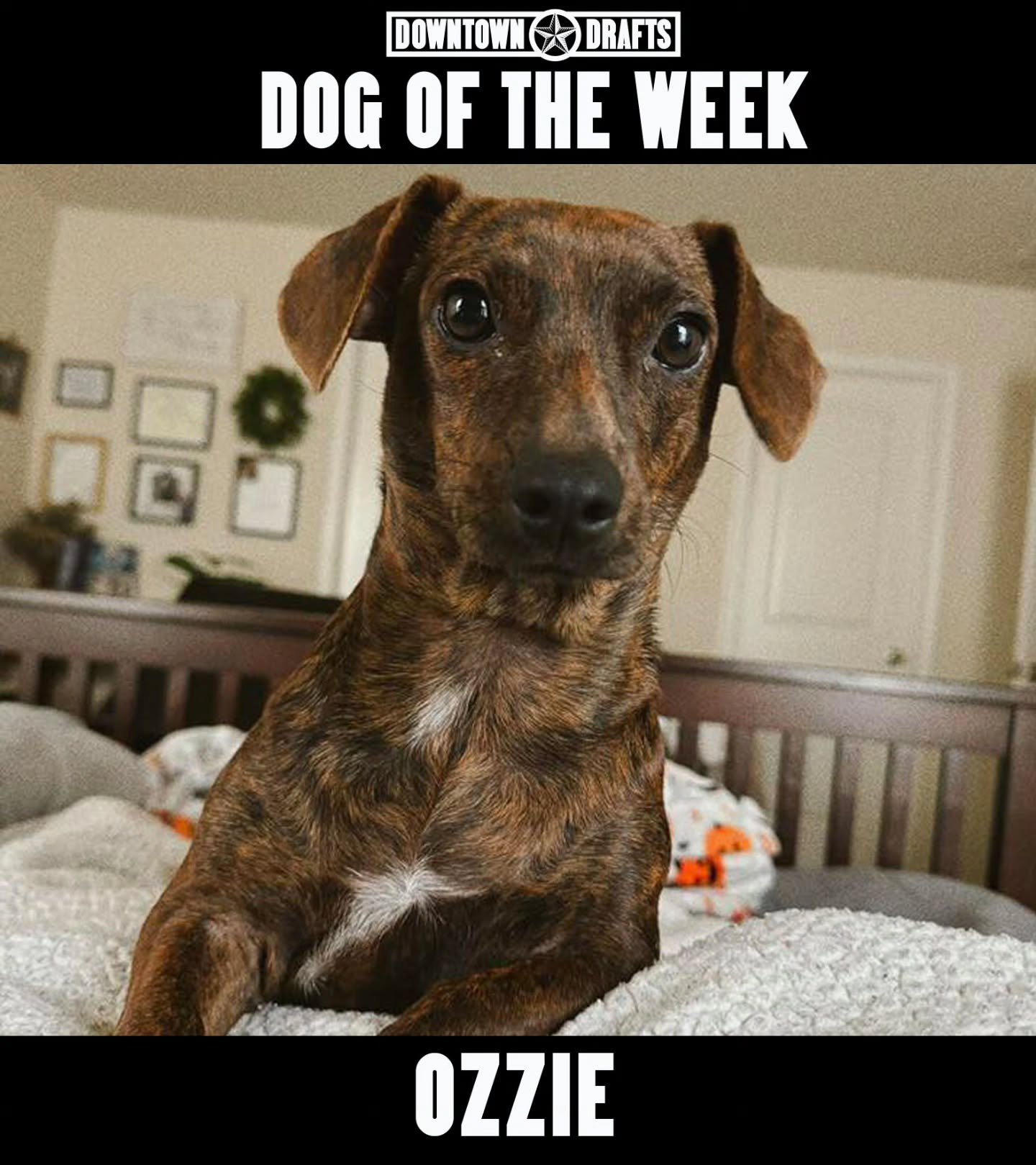 Dog of the Week: OZZIE! 🐶 Come on up for your FREE ice cream 🍦, cutie pie! 

Your pup can be Dog of the Week too, just send us a message or nominate them below! 👇

Good boy, Ozzie!