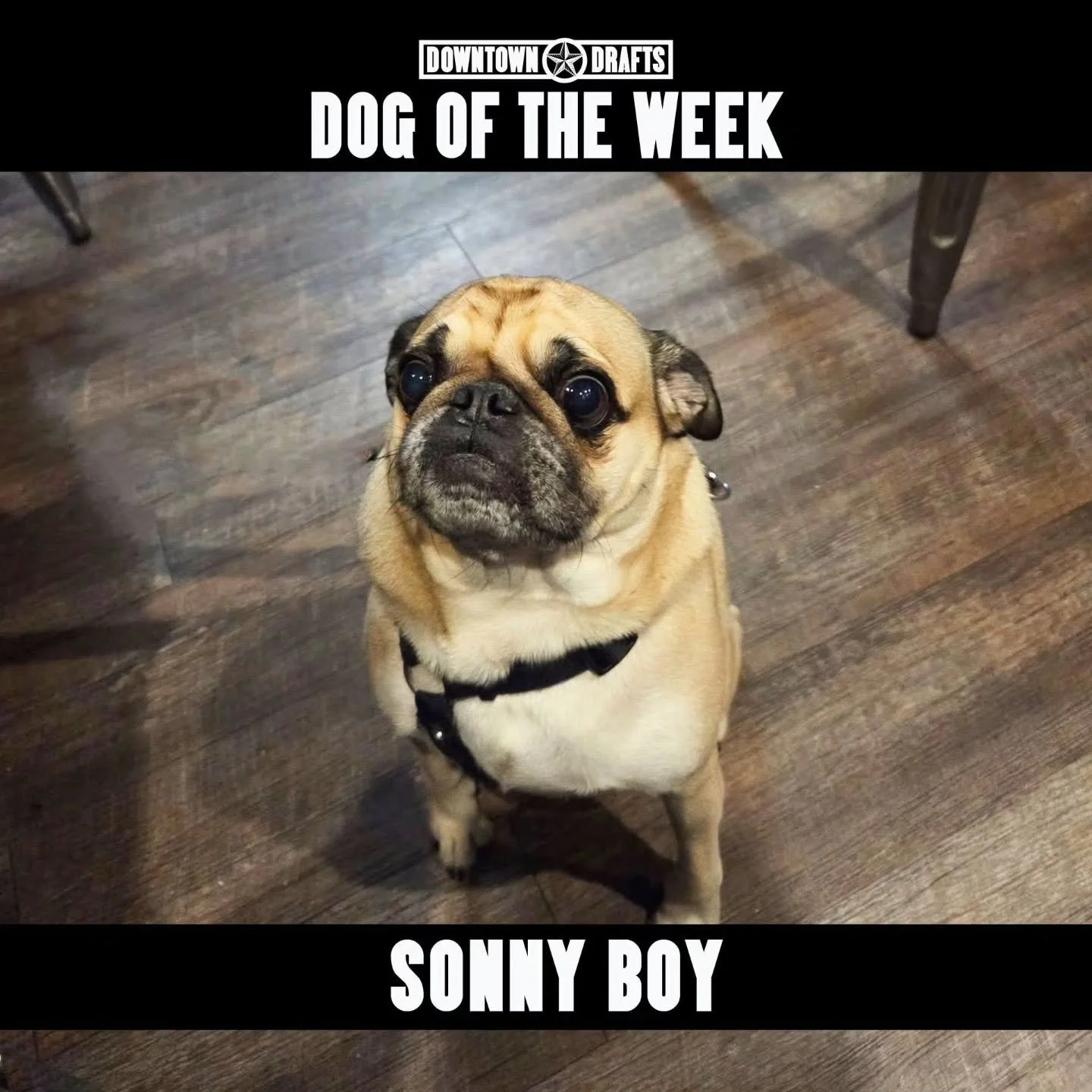 Dog of the Week: SONNY BOY! 🐶 Come see us for your free ice cream, little man! 🍦 

Your pup can be Dog of the Week too, just send us a message or nominate them below! 👇