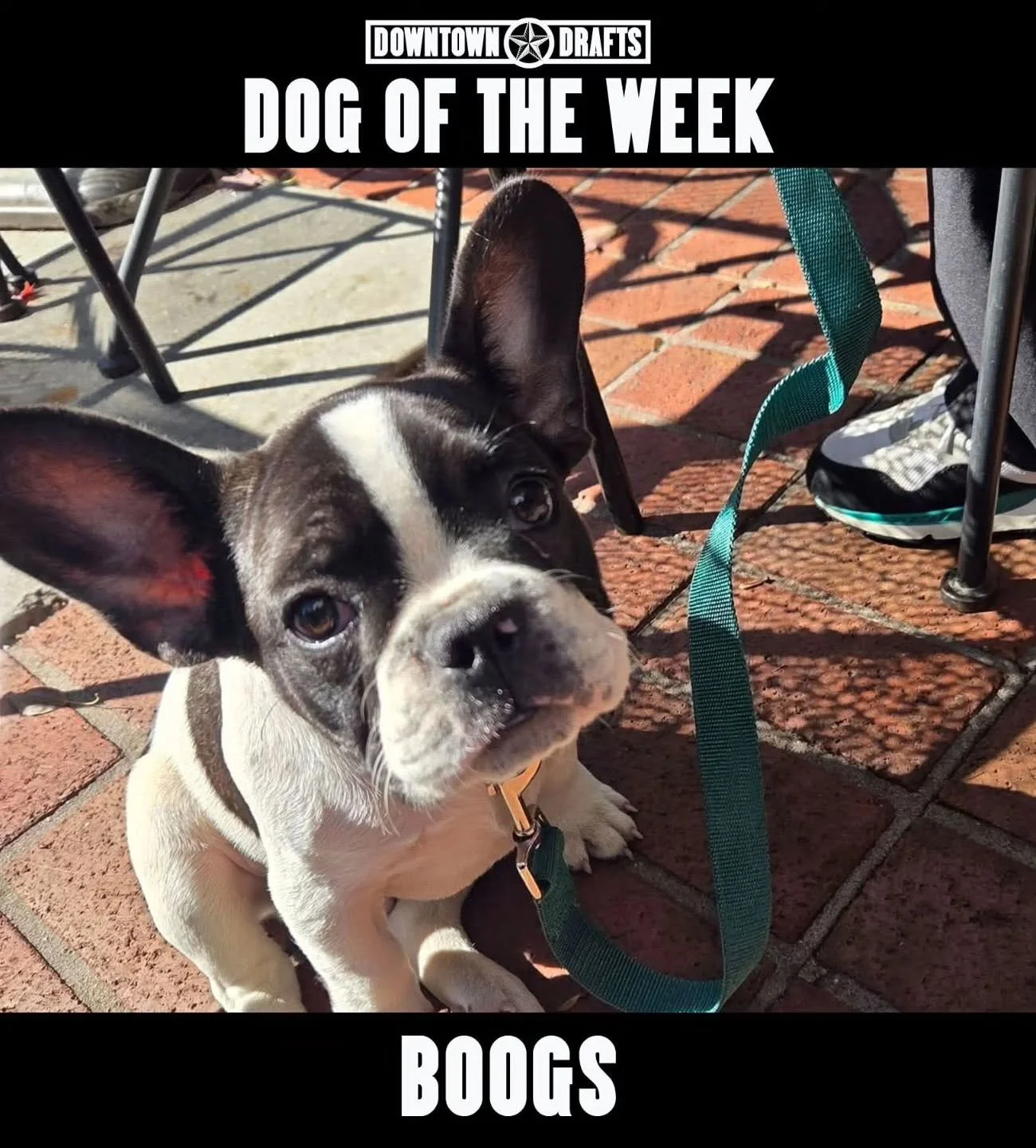 Dog of the Week: BOOGS! 🐶 Can you guess why his name is Boogs? Hint in the comments!

This adorable little man gets FREE ice cream 🍦all week and your pup can too, just send us a message or post their picture below! 👇🏻
