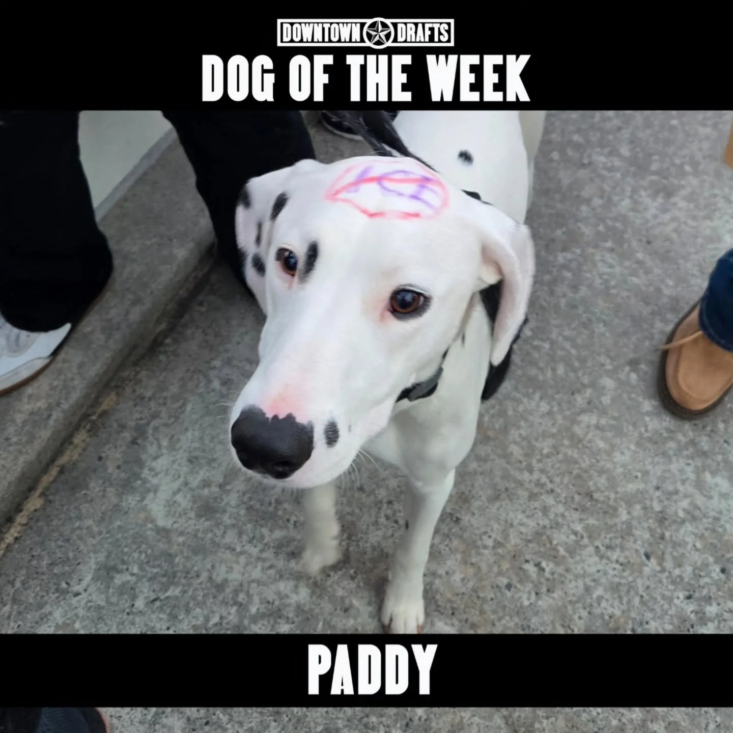 Dog of the Week: PADDY! 🐶 This handsome man gets free ice cream all week, and your pup can too!

Speaking of Paddies, we hope you'll join us for our St. Patrick's Day party on March 14--more details coming soon. 🍀

Good boy, Paddy!