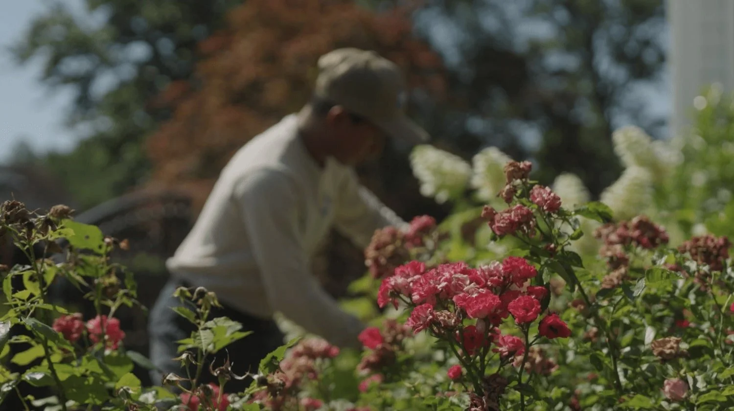 Seasonal lawn care services Centreville, VA, Chantilly, VA.jpg