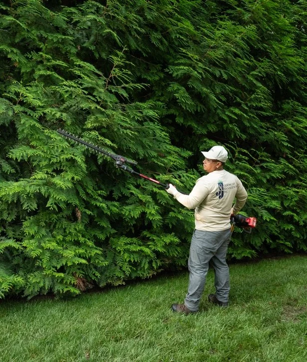 Landscape maintenance crew member trimming a tall evergreen hedge with a pole hedge trimmer in a Northern Virginia backyard