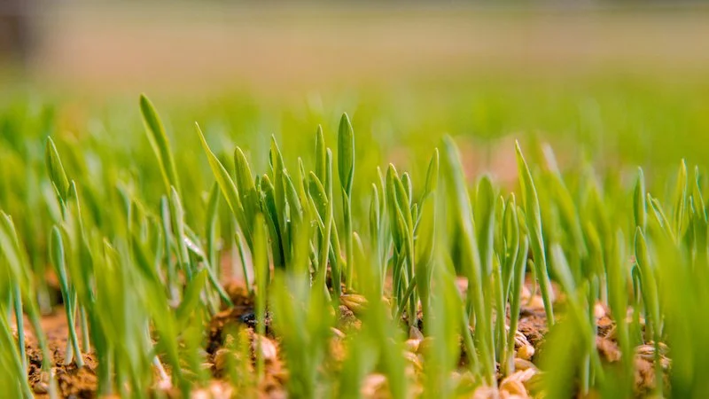 Landscaping, Overseeding & Lawn Aeration Fairfax Station, VA, Vienna, VA
