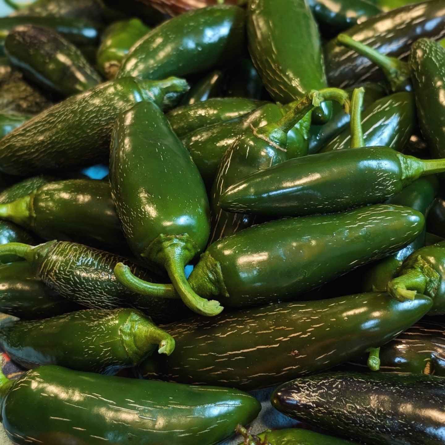 Jalapeno Peppers