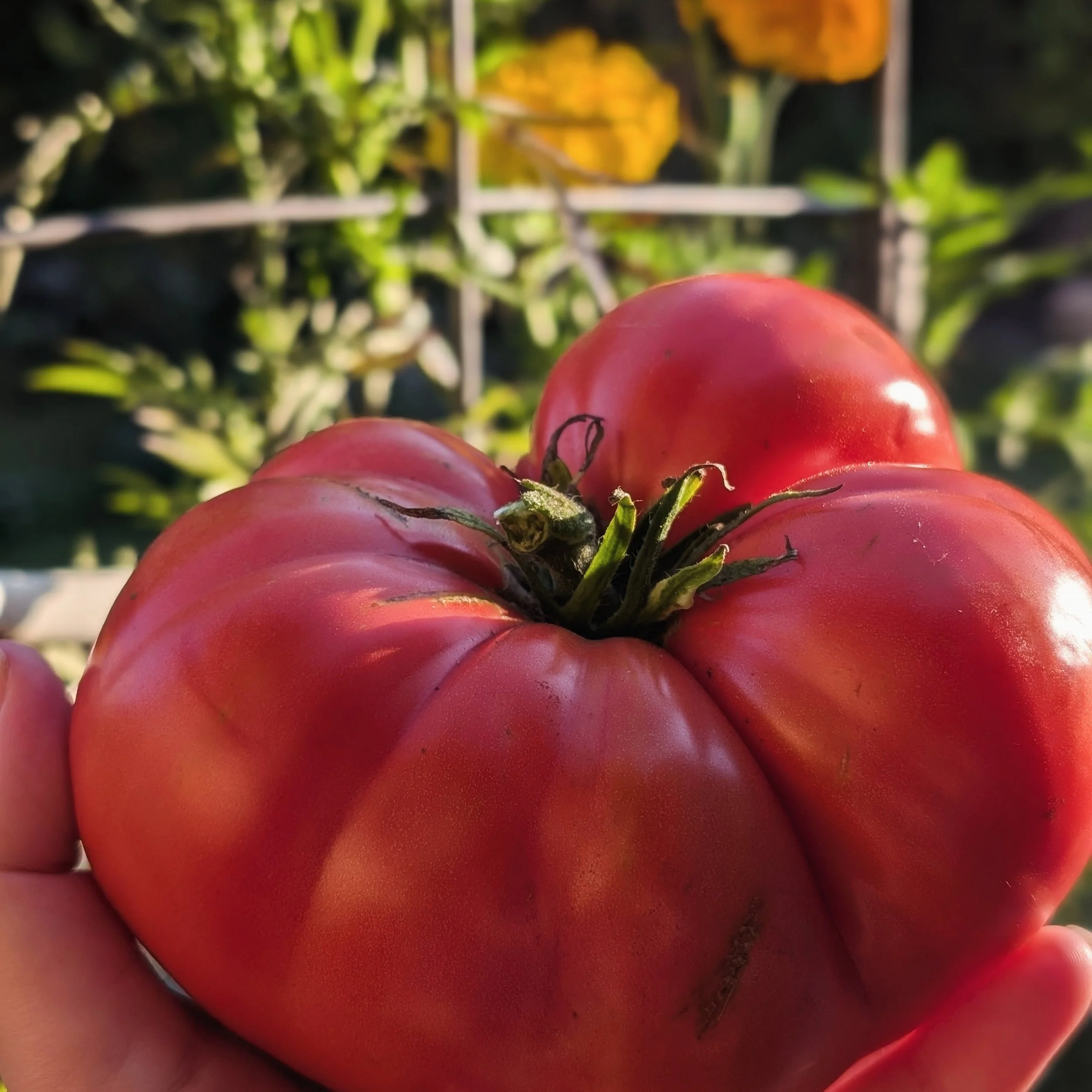 Tiffen Mennonite Tomato