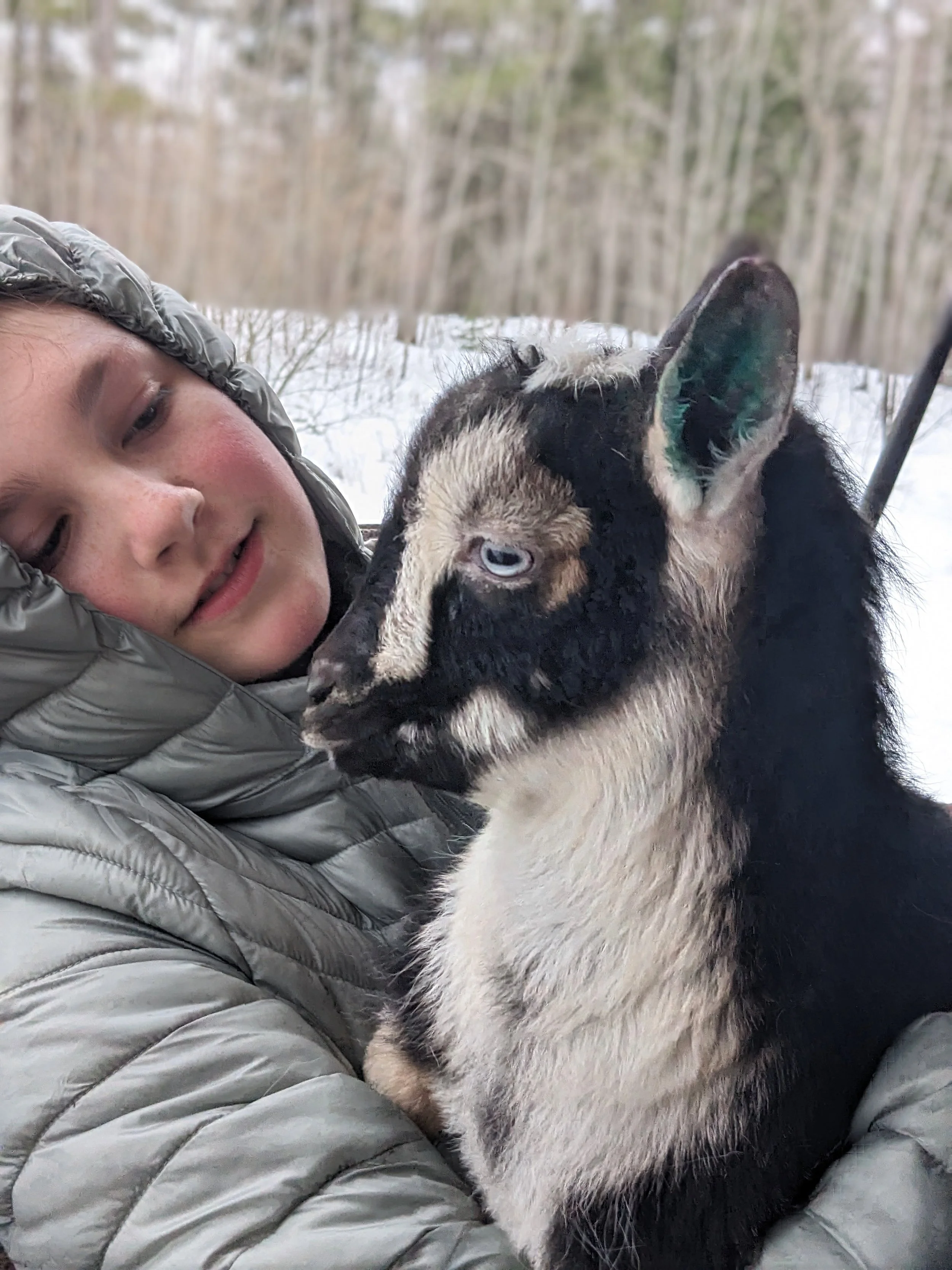 A person in a gray winter jacket and hood cuddles with a baby goat in a snowy outdoor setting with trees in the background.