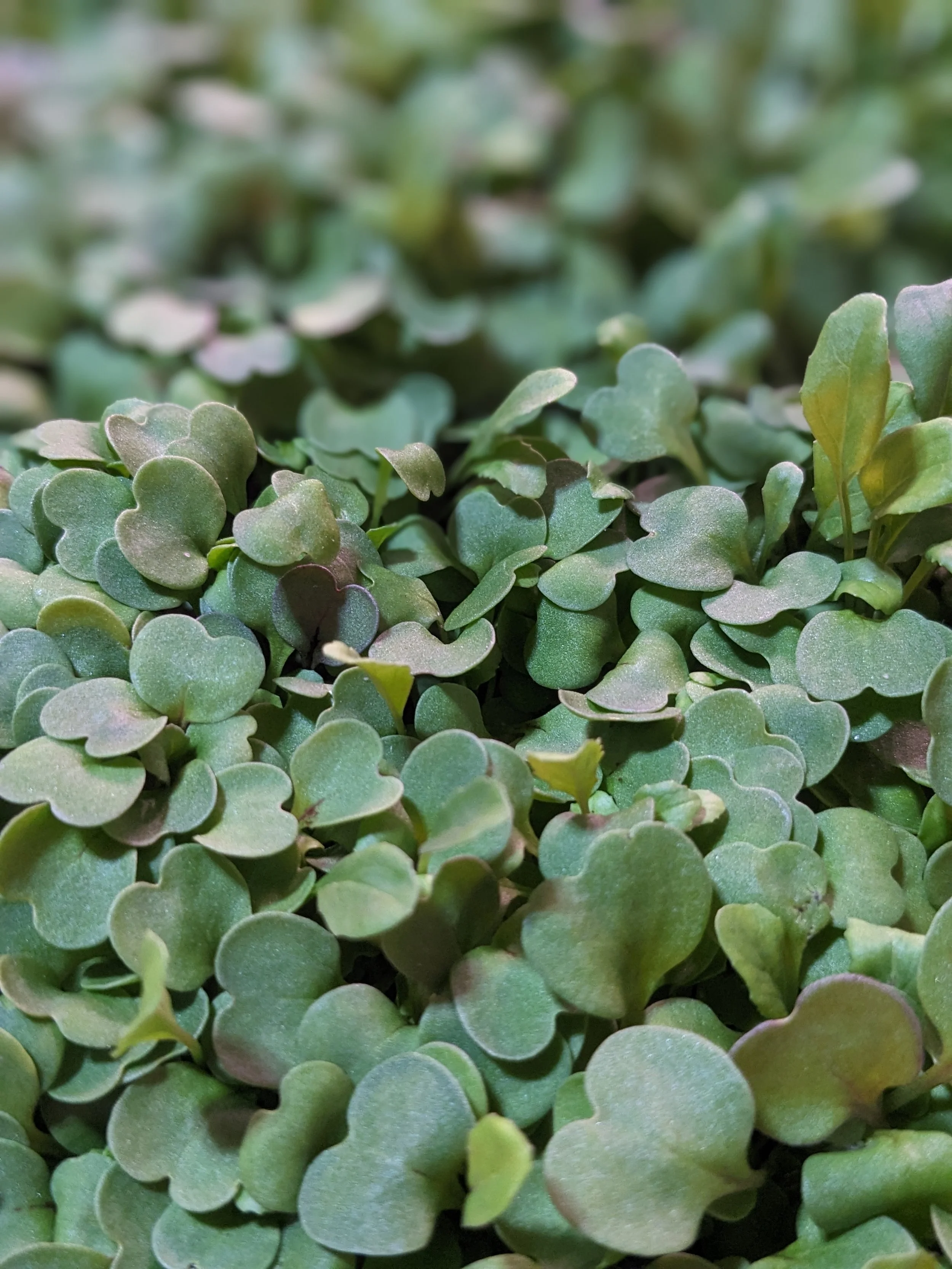 arugula microgreens.jpg