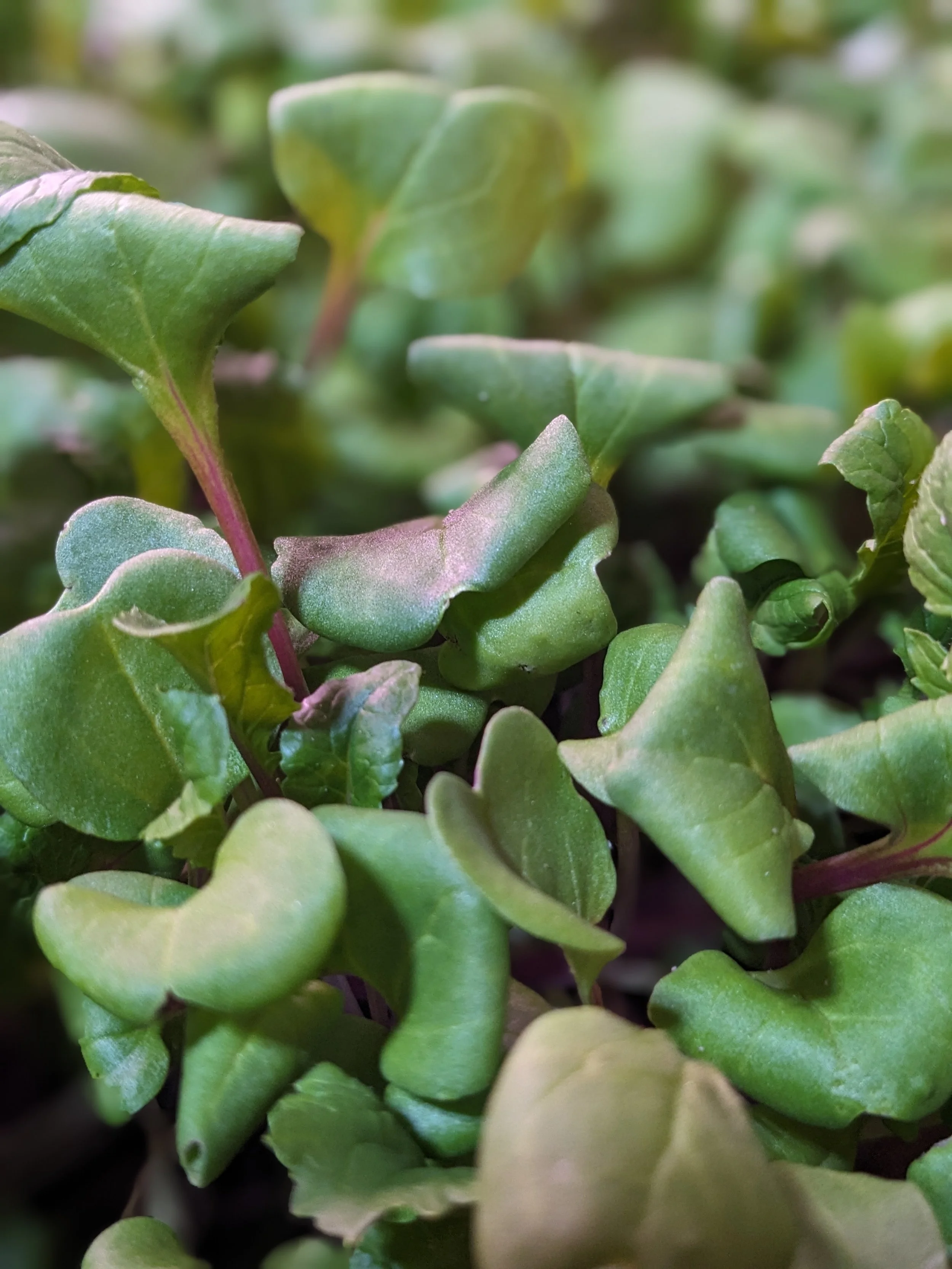 radish microgreens.jpg
