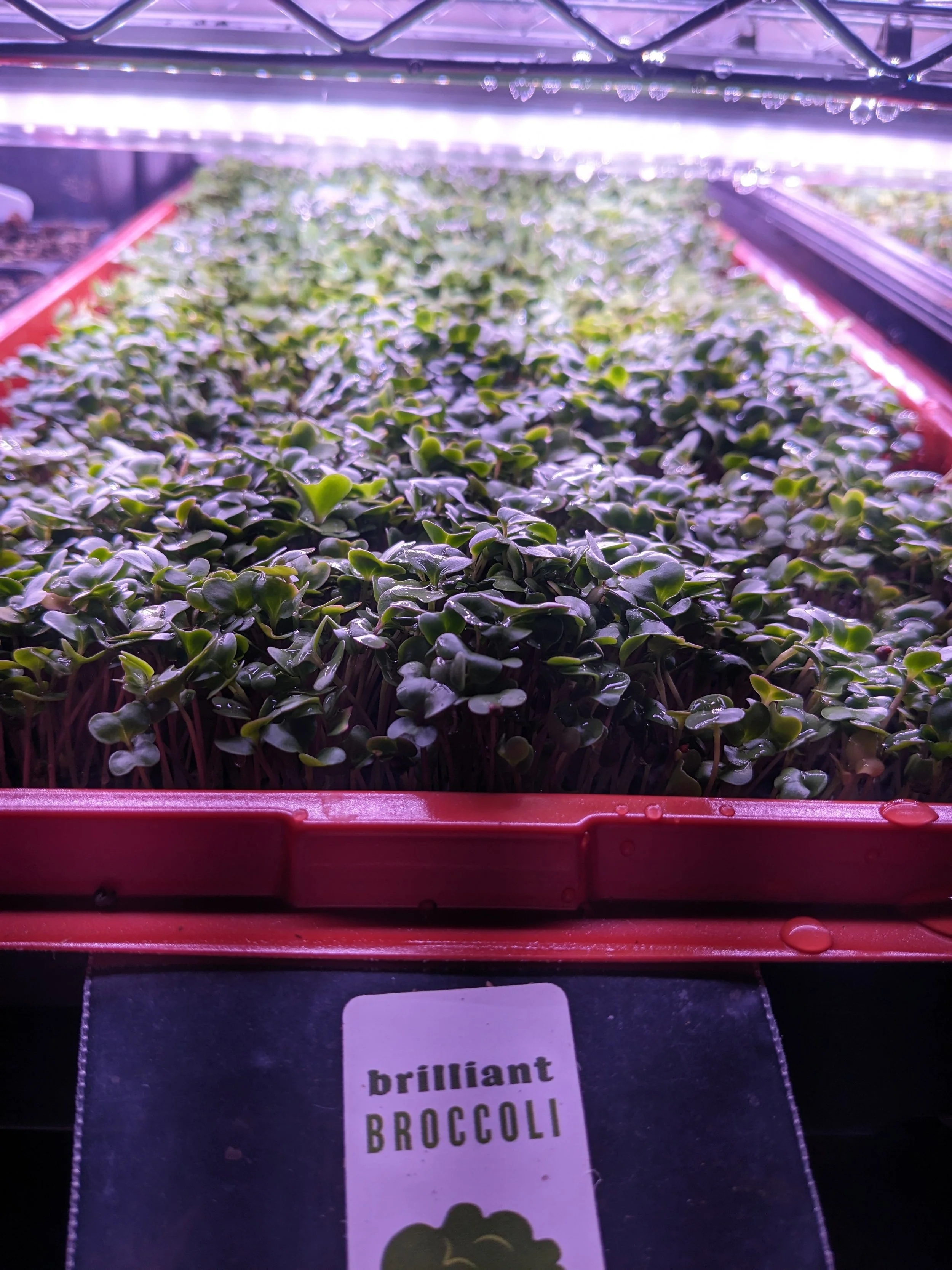 brilliant broccoli.jpg
