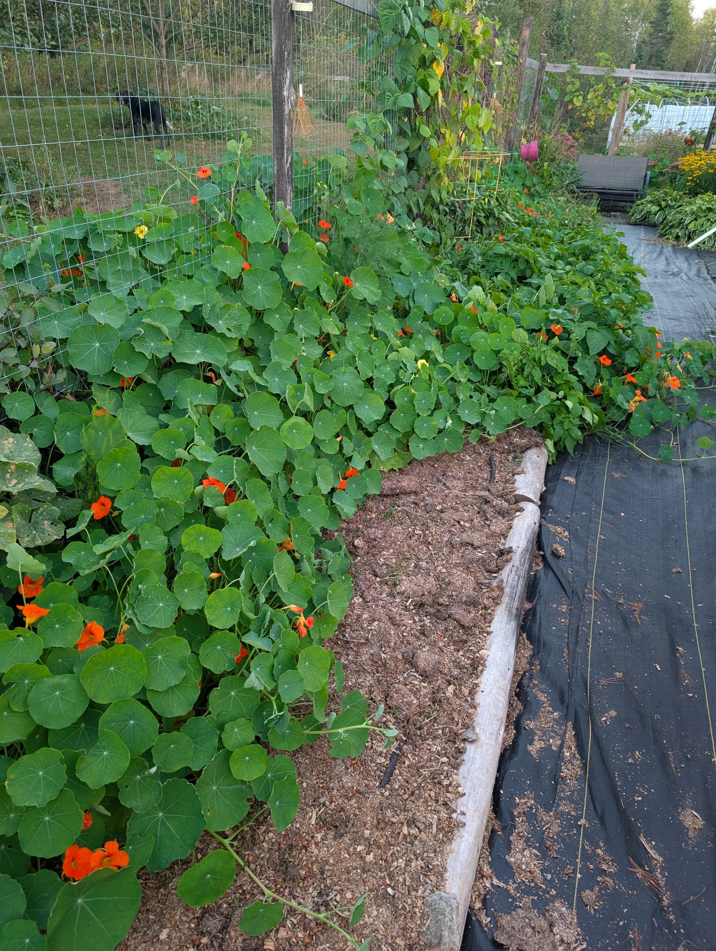 The Nasturtiums starting to go crazy!