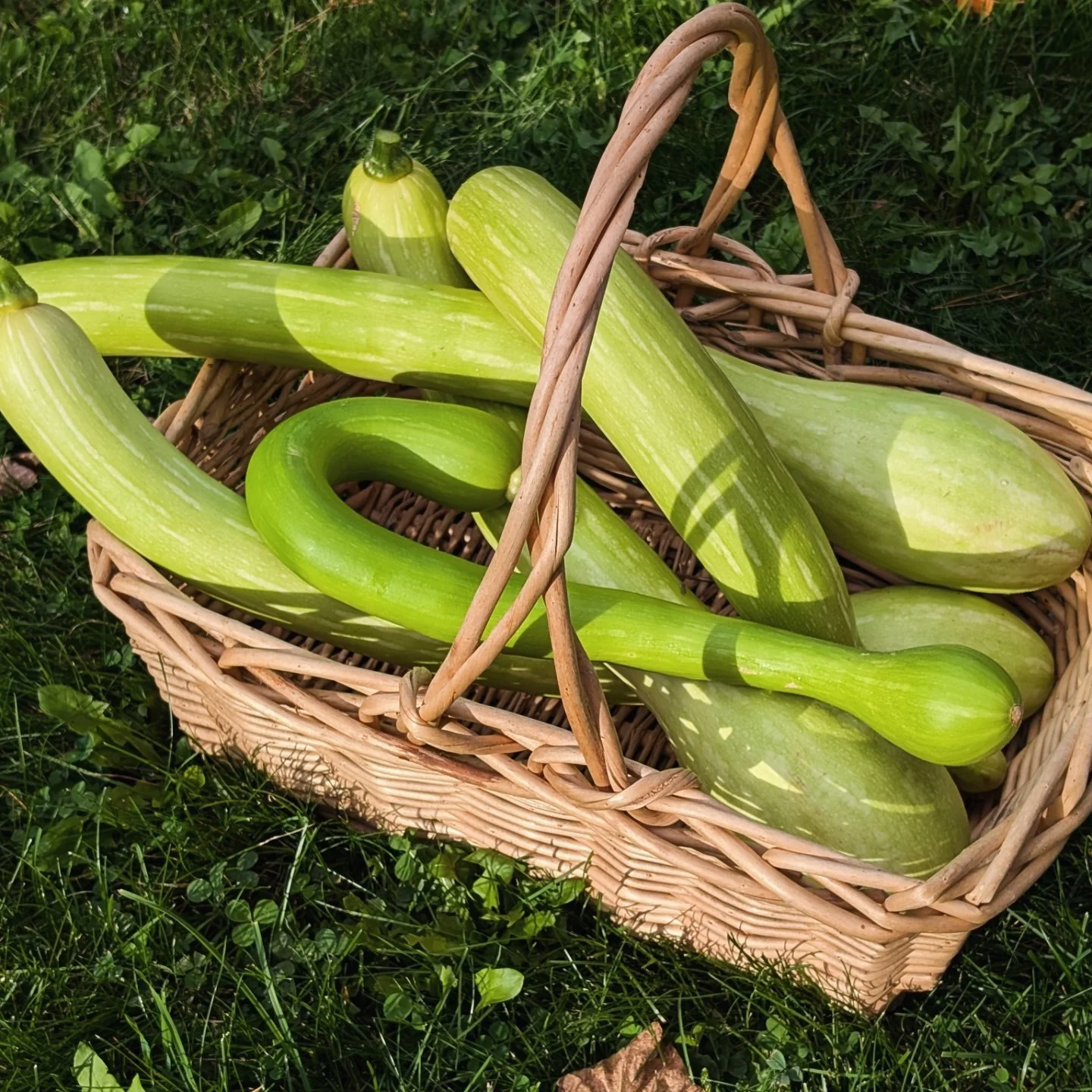 Tromboncino Squash