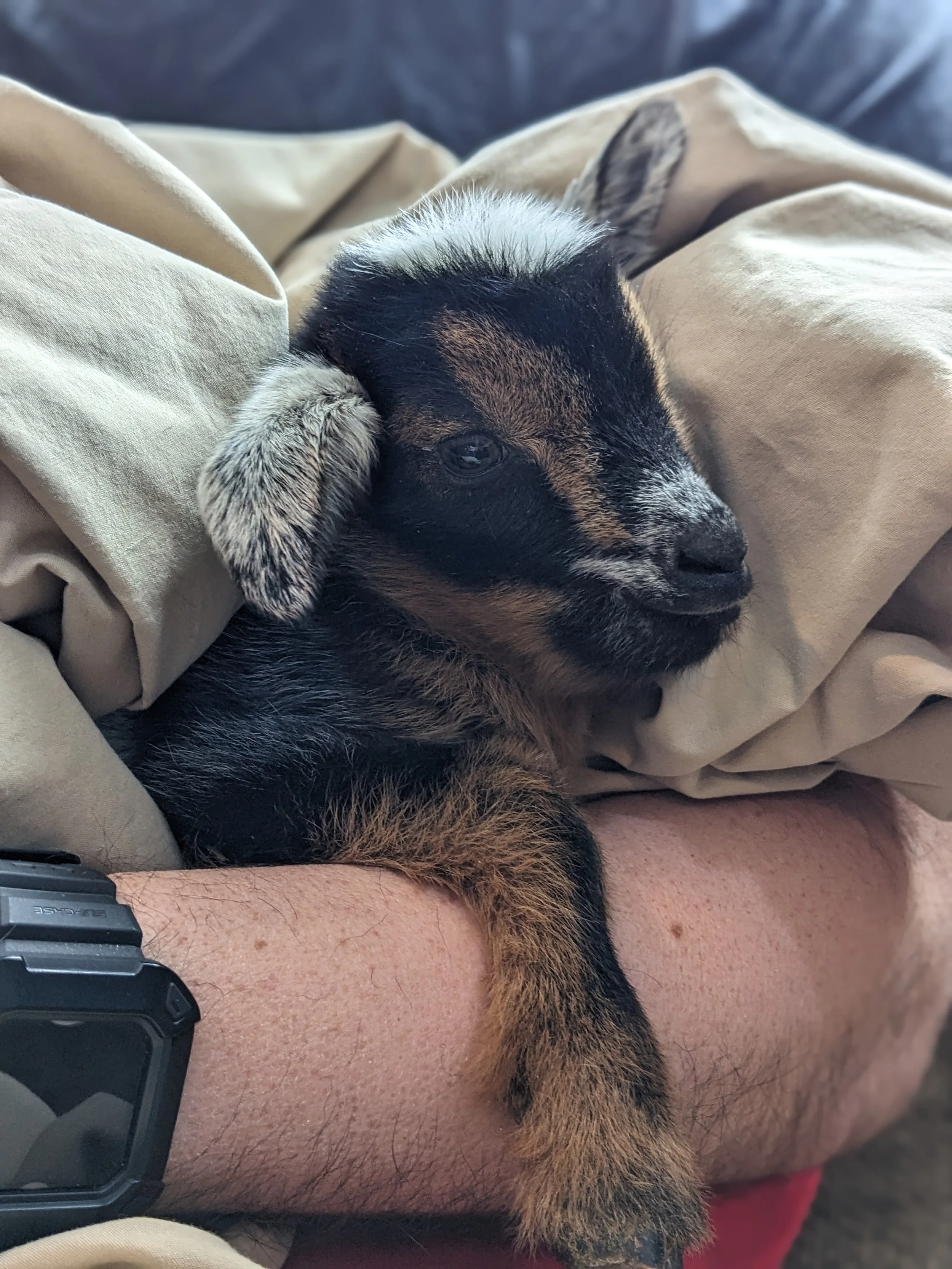 Close-up of a small puppy with black and brown fur resting on a person's arm, surrounded by beige fabric.