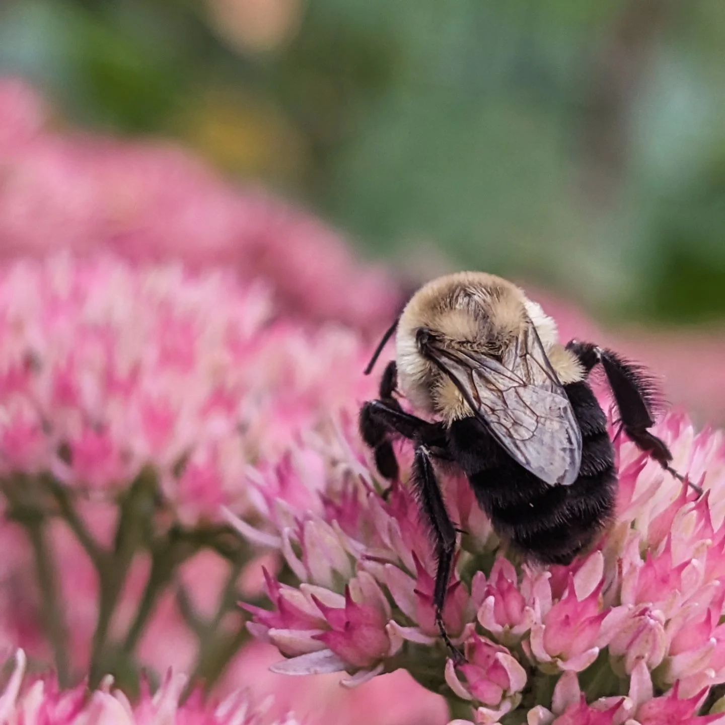 Autum Joy Sedum with a happy visitor