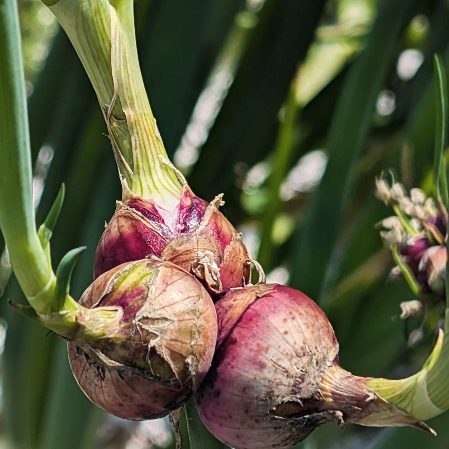 Egyptian Walking Onions