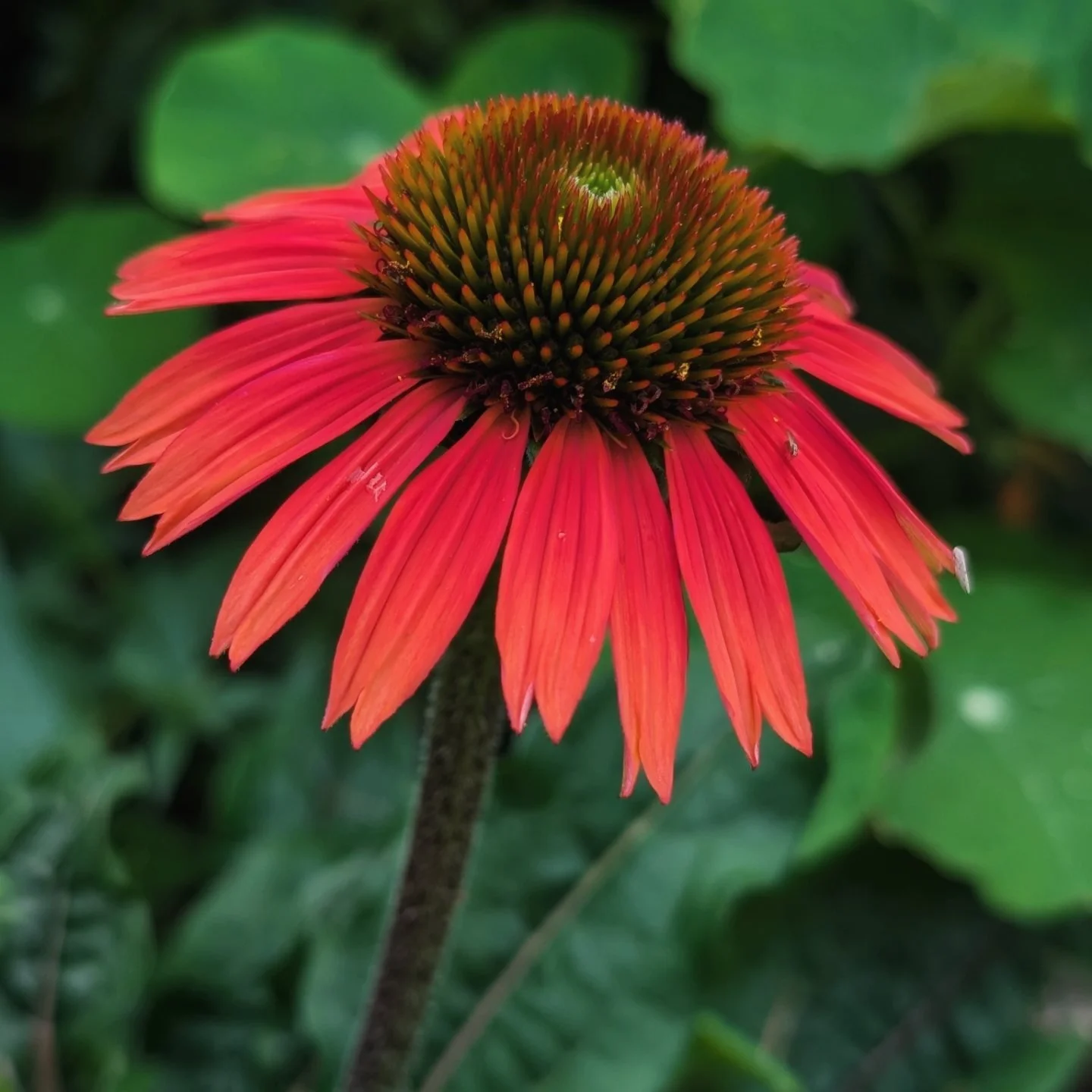 Echinacea