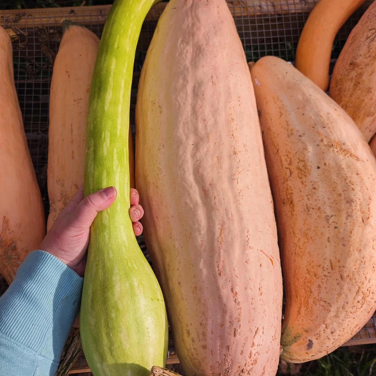 North Georgia Candy Roaster Squash & Tromboncino Squash