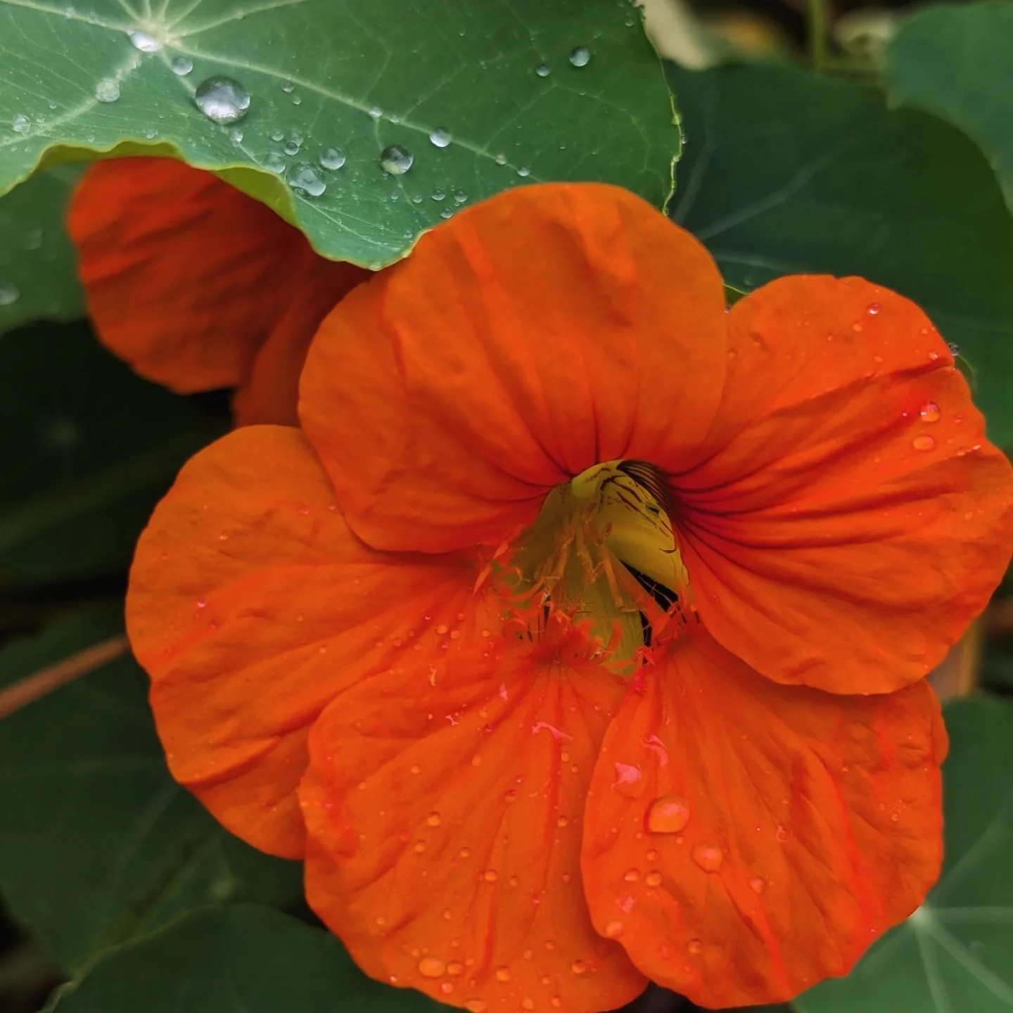 Nasturtium