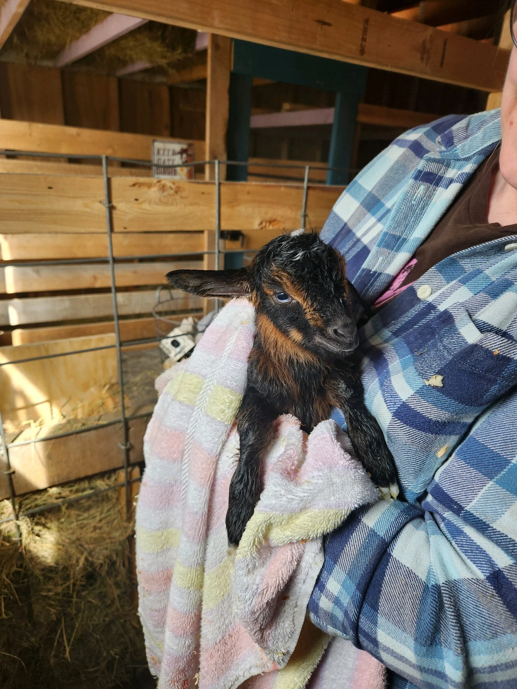 Nala seconds after being born