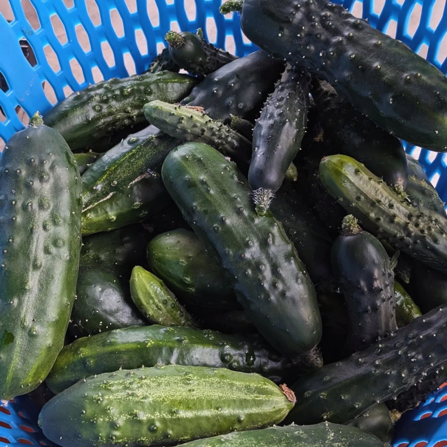 Pickling cucumbers