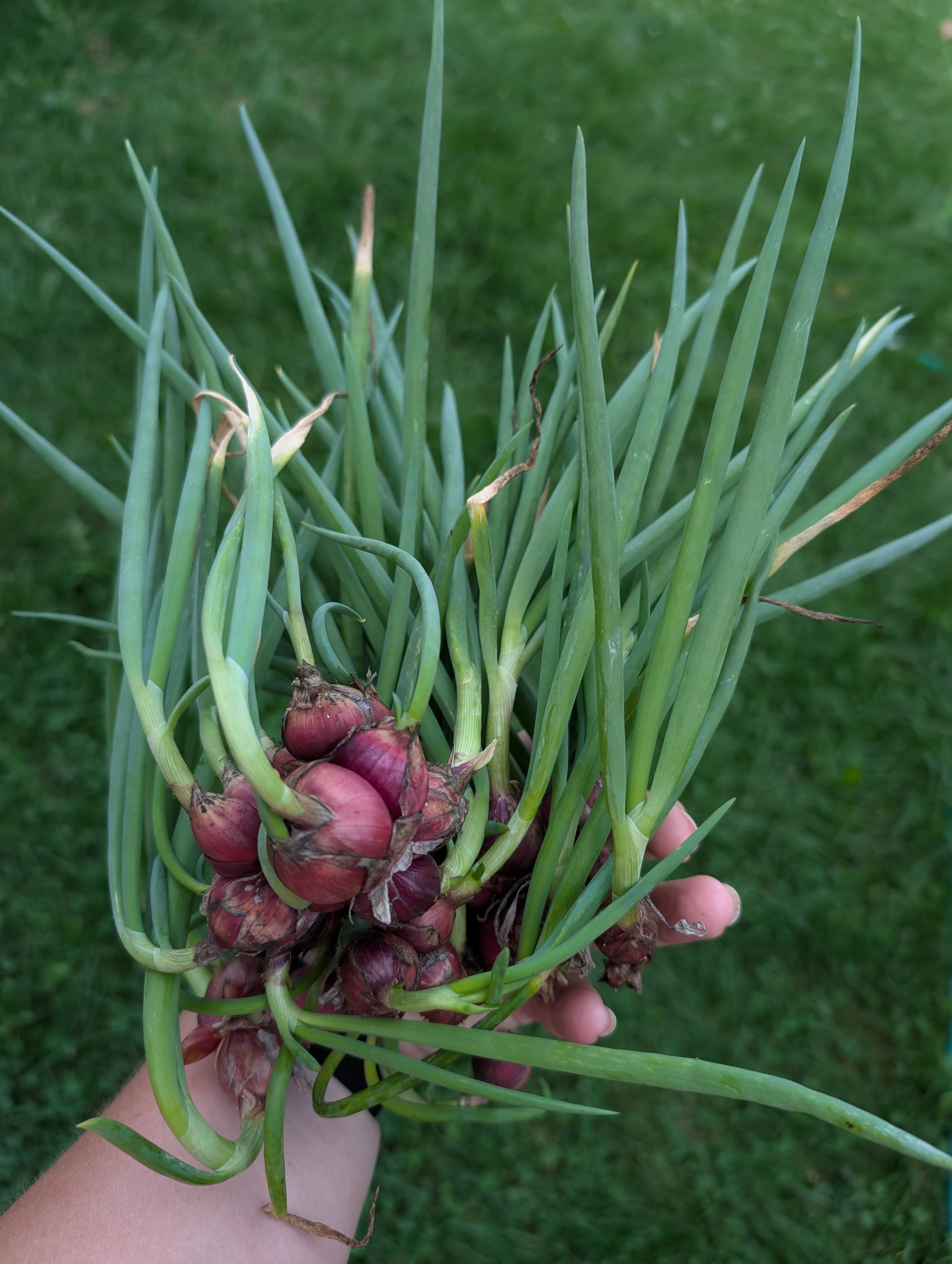 Egyptian Walking Onions