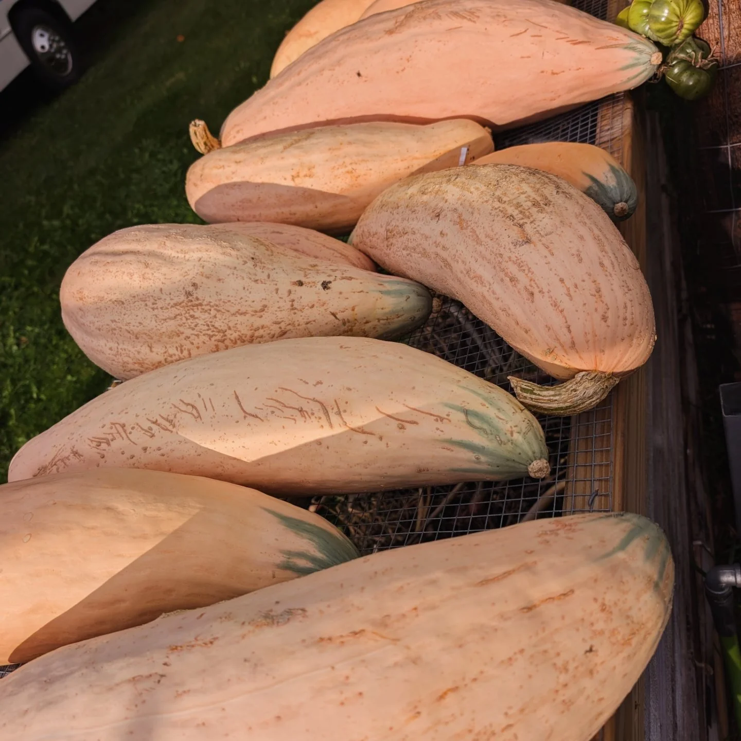 North Georgia Candy Roaster Squash