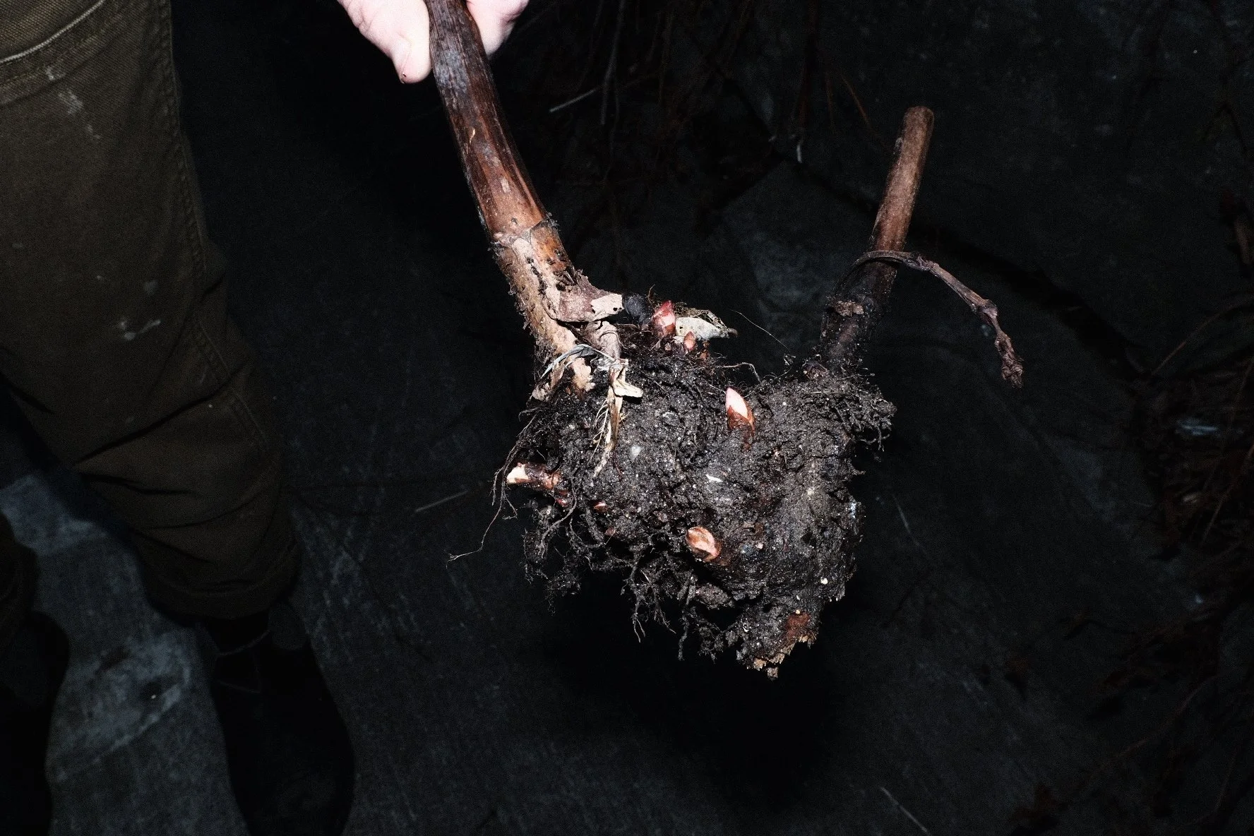 Japanese Knotweed