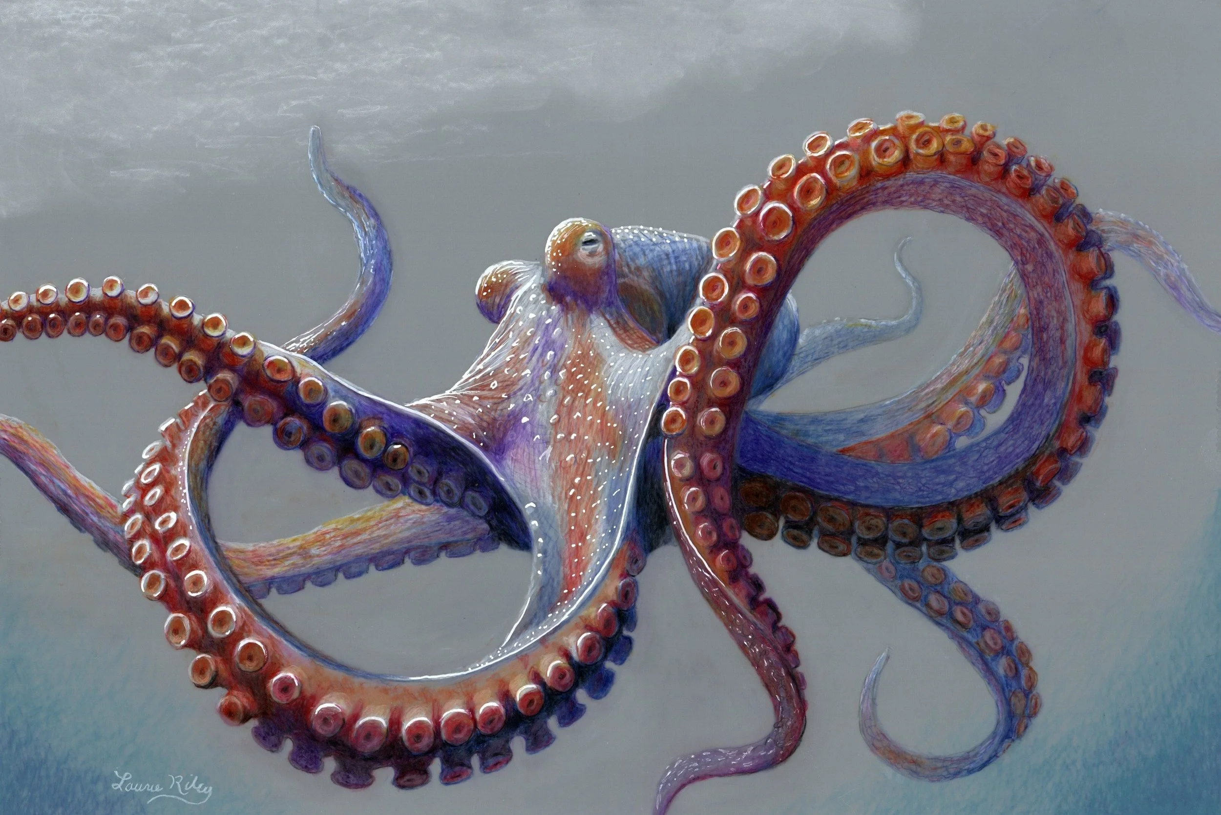 Painting of an octopus by Laurie Riley