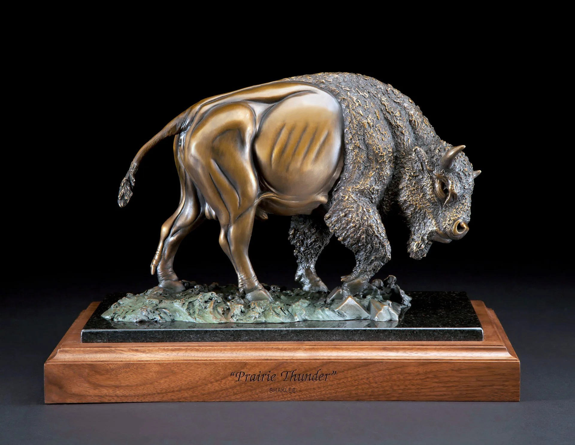 Bronze sculpture of an American bison by Kim Shaklee
